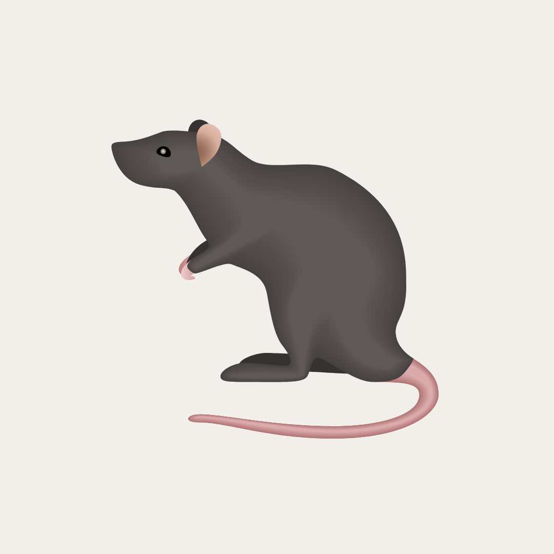 Ratten bekämpfen Rattenbekämpfung
