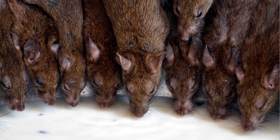 Rattenfrei mit Erfolgsgarantie– oder wir kümmern uns erneut, ohne zusätzliche Kosten!