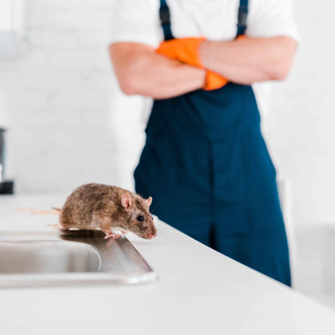 Ratten bekämpfen Kammerjäger Schädlingsbekämpfung Berlin